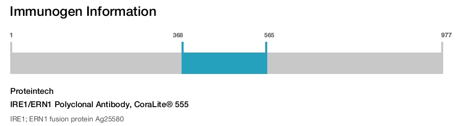 IRE1/ERN1 Polyclonal Antibody, CoraLite&reg; 555