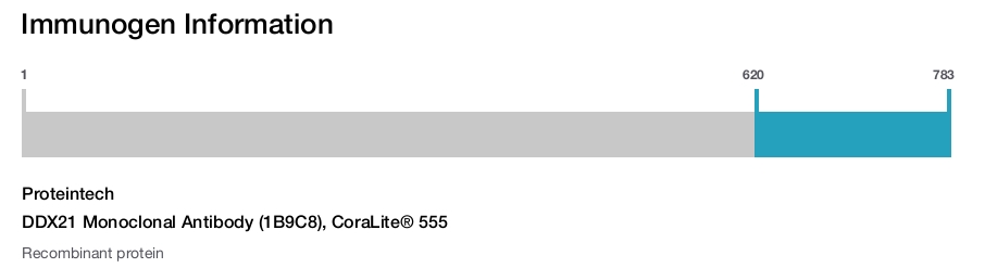 DDX21 Monoclonal Antibody (1B9C8), CoraLite&reg; 555