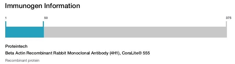 Beta Actin Recombinant Rabbit Monoclonal Antibody (4H1), CoraLite&reg; 555