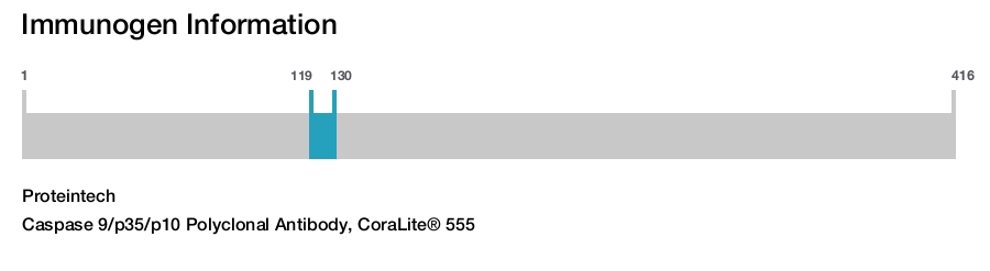 Caspase 9/p35/p10 Polyclonal Antibody, CoraLite&reg; 555