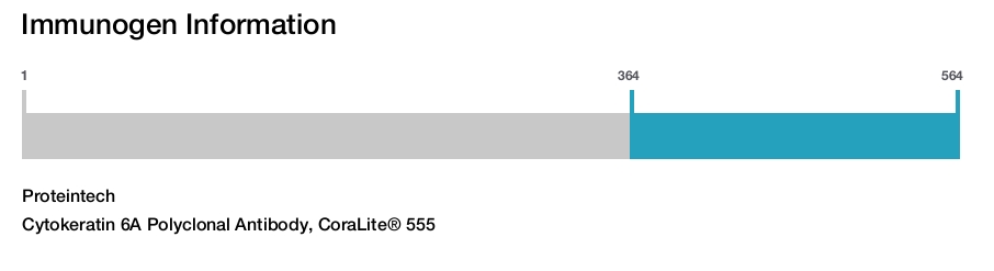 Cytokeratin 6A Polyclonal Antibody, CoraLite&reg; 555