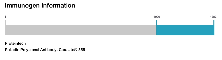 Palladin Polyclonal Antibody, CoraLite&reg; 555