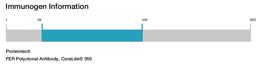 FER Polyclonal Antibody, CoraLite&reg; 555