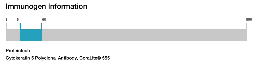 Cytokeratin 5 Polyclonal Antibody, CoraLite&reg; 555
