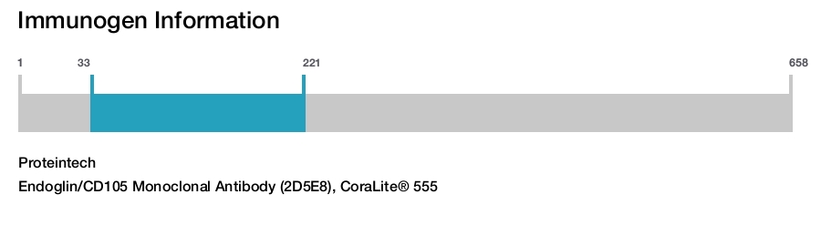 Endoglin/CD105 Monoclonal Antibody (2D5E8), CoraLite&reg; 555