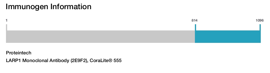 LARP1 Monoclonal Antibody (2E9F2), CoraLite&reg; 555