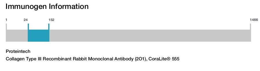 Collagen Type III Recombinant Rabbit Monoclonal Antibody (2O1), CoraLite&reg; 555