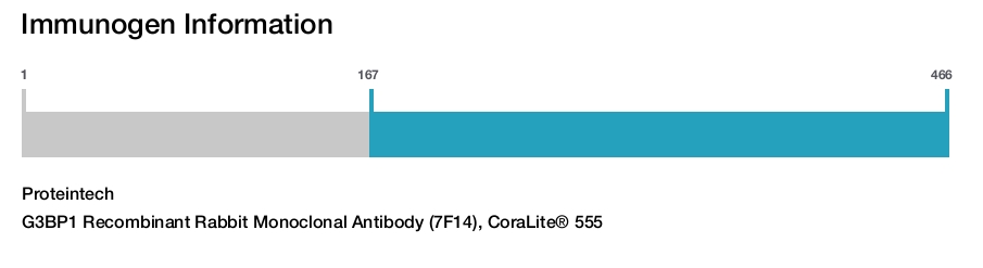 G3BP1 Recombinant Rabbit Monoclonal Antibody (7F14), CoraLite® 555