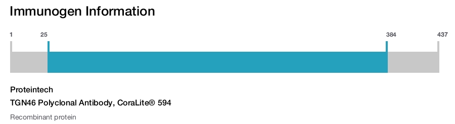 TGN46 Polyclonal Antibody, CoraLite&reg; 594