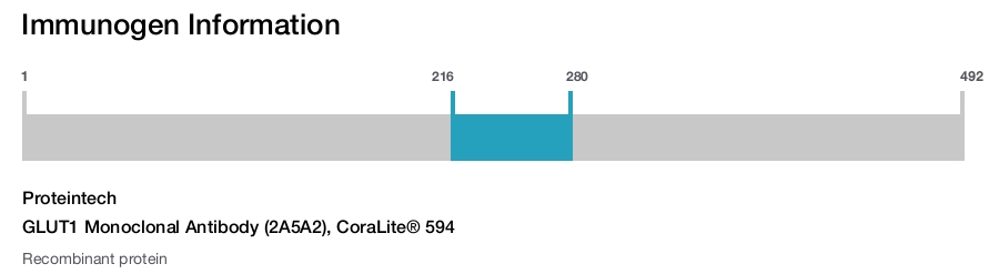 GLUT1 Monoclonal Antibody (2A5A2), CoraLite&reg; 594