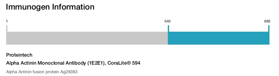 Alpha Actinin Monoclonal Antibody (1E2E1), CoraLite® 594