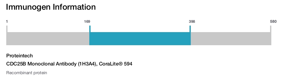 CDC25B Monoclonal Antibody (1H3A4), CoraLite&reg; 594
