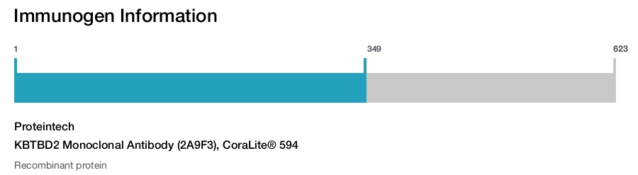 KBTBD2 Monoclonal Antibody (2A9F3), CoraLite® 594