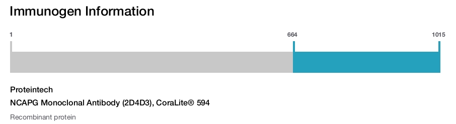 NCAPG Monoclonal Antibody (2D4D3), CoraLite® 594