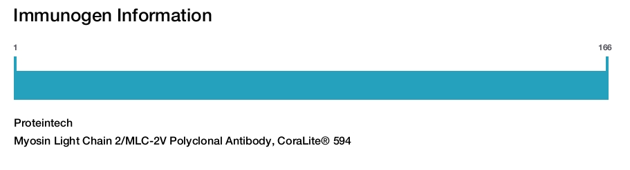 Myosin Light Chain 2/MLC-2V Polyclonal Antibody, CoraLite&reg; 594