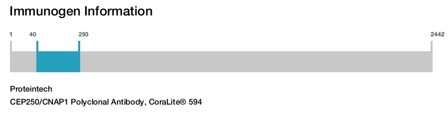 CEP250/CNAP1 Polyclonal Antibody, CoraLite&reg; 594