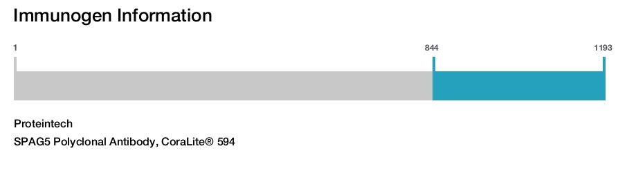 SPAG5 Polyclonal Antibody, CoraLite&reg; 594