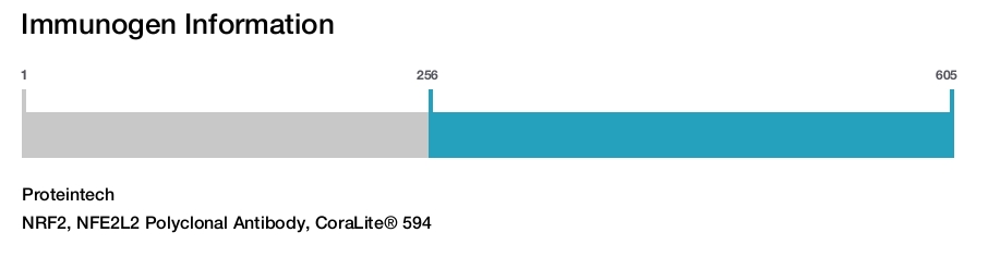 NRF2, NFE2L2 Polyclonal Antibody, CoraLite&reg; 594