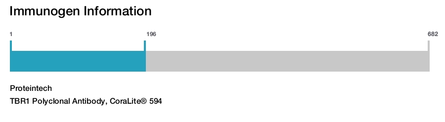TBR1 Polyclonal Antibody, CoraLite&reg; 594