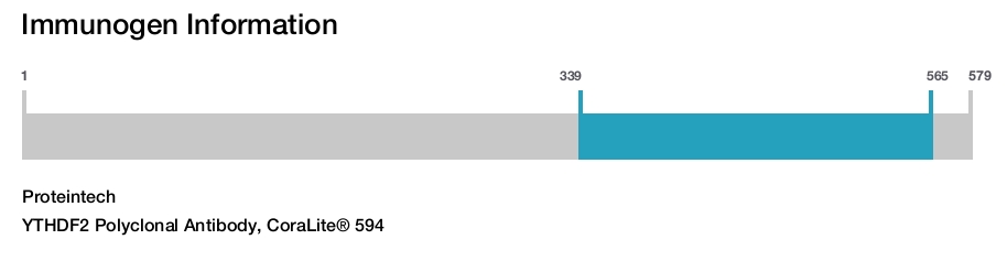 YTHDF2 Polyclonal Antibody, CoraLite&reg; 594