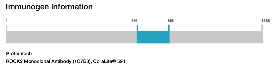 ROCK2 Monoclonal Antibody (1C7B8), CoraLite&reg; 594
