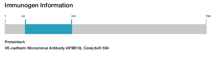 VE-cadherin Monoclonal Antibody (4F9B10), CoraLite&reg; 594