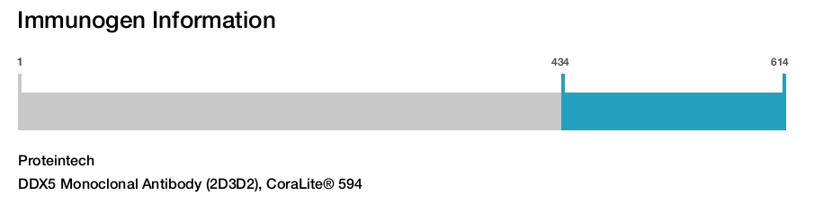 DDX5 Monoclonal Antibody (2D3D2), CoraLite&reg; 594