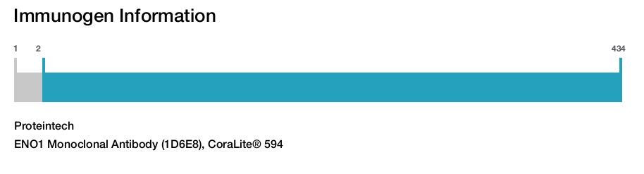 ENO1 Monoclonal Antibody (1D6E8), CoraLite&reg; 594