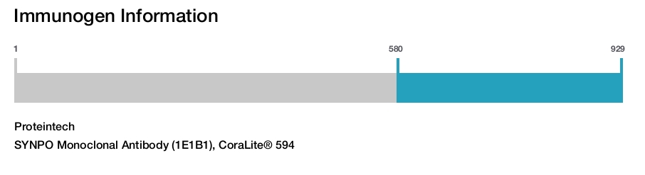SYNPO Monoclonal Antibody (1E1B1), CoraLite® 594