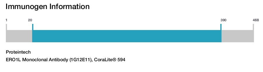 ERO1L Monoclonal Antibody (1G12E11), CoraLite® 594