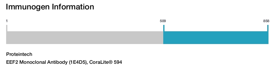 EEF2 Monoclonal Antibody (1E4D5), CoraLite&reg; 594