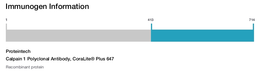 Calpain 1 Polyclonal Antibody, CoraLite&reg; Plus 647