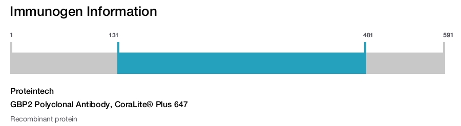 GBP2 Polyclonal Antibody, CoraLite&reg; Plus 647