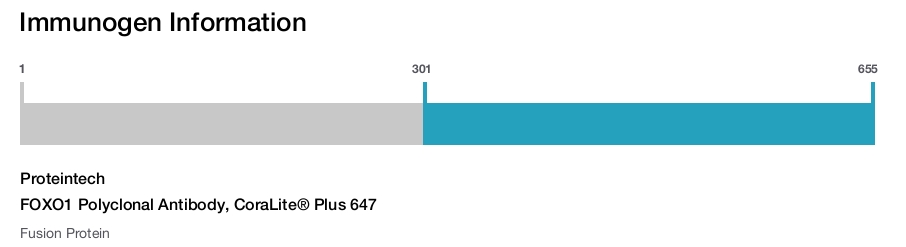 FOXO1 Polyclonal Antibody, CoraLite&reg; Plus 647