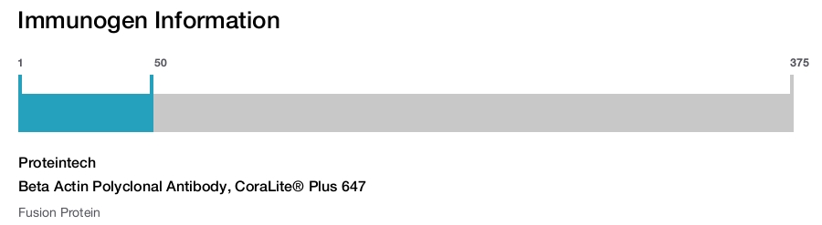 Beta Actin Polyclonal Antibody, CoraLite® Plus 647