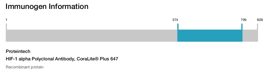HIF-1 alpha Polyclonal Antibody, CoraLite&reg; Plus 647