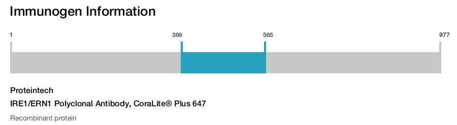 IRE1/ERN1 Polyclonal Antibody, CoraLite&reg; Plus 647