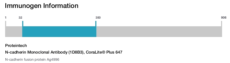 N-cadherin Monoclonal Antibody (1D8B3), CoraLite&reg; Plus 647