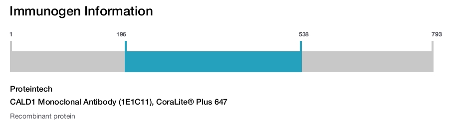 CALD1 Monoclonal Antibody (1E1C11), CoraLite&reg; Plus 647