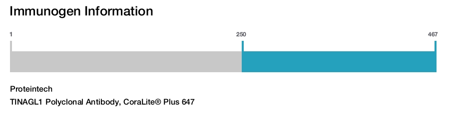 TINAGL1 Polyclonal Antibody, CoraLite&reg; Plus 647