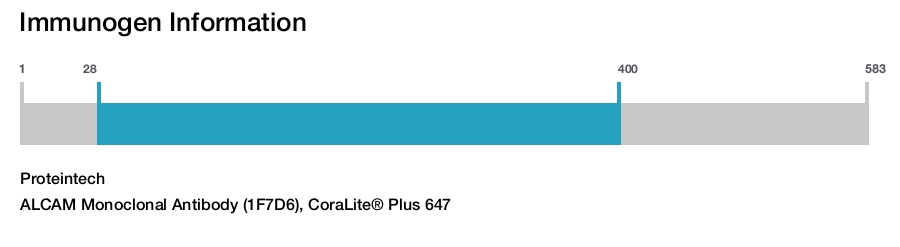 ALCAM Monoclonal Antibody (1F7D6), CoraLite&reg; Plus 647