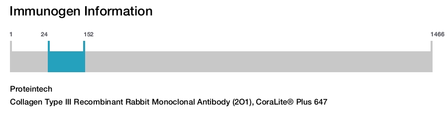 Collagen Type III Recombinant Rabbit Monoclonal Antibody (2O1), CoraLite&reg; Plus 647