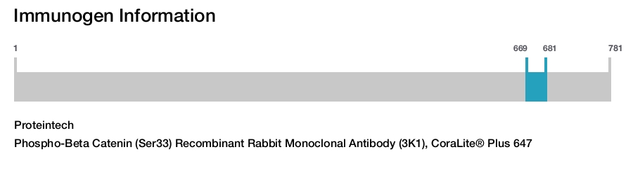 Phospho-Beta Catenin (Ser33) Recombinant Rabbit Monoclonal Antibody (3K1), CoraLite&reg; Plus 647