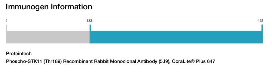 Phospho-STK11 (Thr189) Recombinant Rabbit Monoclonal Antibody (5J9), CoraLite&reg; Plus 647