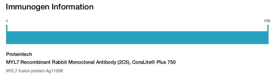 MYL7 Recombinant Rabbit Monoclonal Antibody (2C5), CoraLite&reg; Plus 750