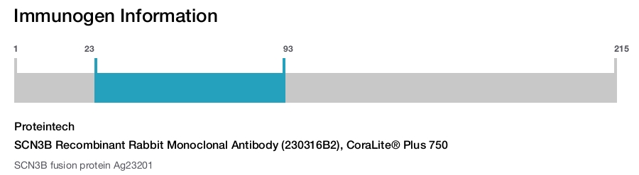 SCN3B Recombinant Rabbit Monoclonal Antibody (230316B2), CoraLite&reg; Plus 750