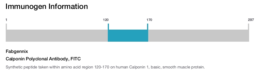 Calponin Polyclonal Antibody, FITC
