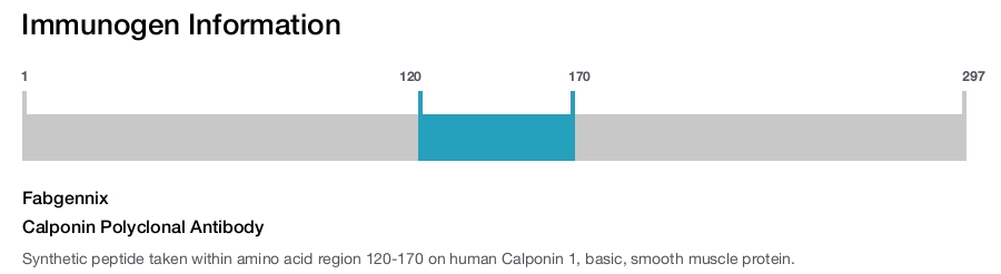 Calponin Polyclonal Antibody