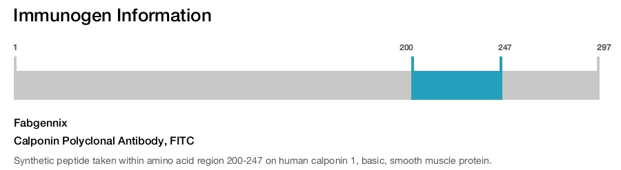 Calponin Polyclonal Antibody, FITC