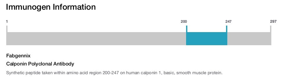 Calponin Polyclonal Antibody